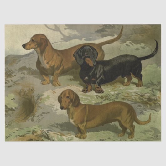 Weefselpapier voor  dachshunds tissuepapier (Voorkant)