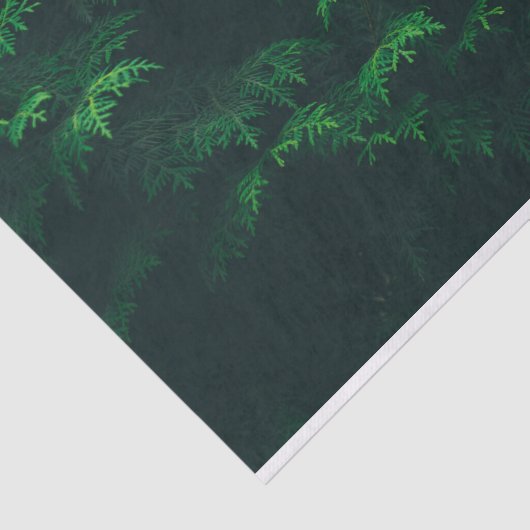 Weefselpapier voor Evergreen-bomen Tissuepapier (Detail)