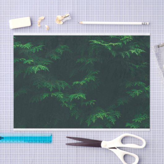 Weefselpapier voor Evergreen-bomen Tissuepapier (Craft)