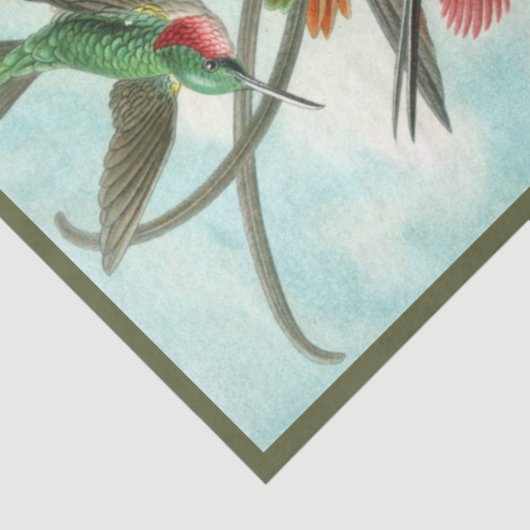 Weefselpapier voor Hummingbird Ernst Haeckel Tissuepapier (Detail)