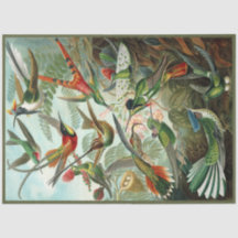 Weefselpapier voor Hummingbird Ernst Haeckel