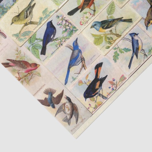 Weefselpapier voor kleurrijke vogels tissuepapier (Detail)