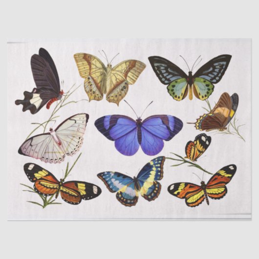 Weefselpapier voor Victoriaans butterijen Tissuepapier (Voorkant)