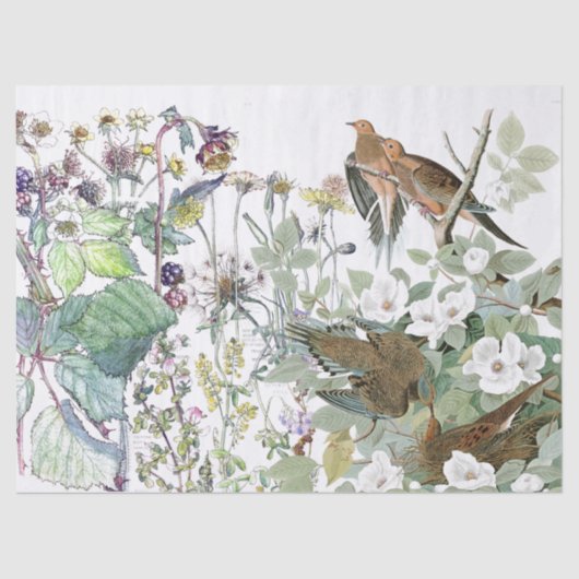 Weefselpapier voor vogelbloemen van Audubon Dove W Tissuepapier (Voorkant)