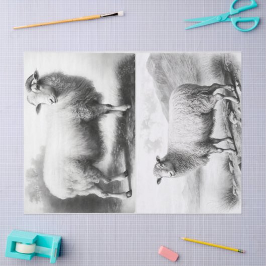 Weefselpapier voor wapenhuisschapen tissuepapier (Craft)