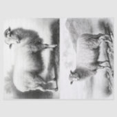 Weefselpapier voor wapenhuisschapen tissuepapier (Voorkant)