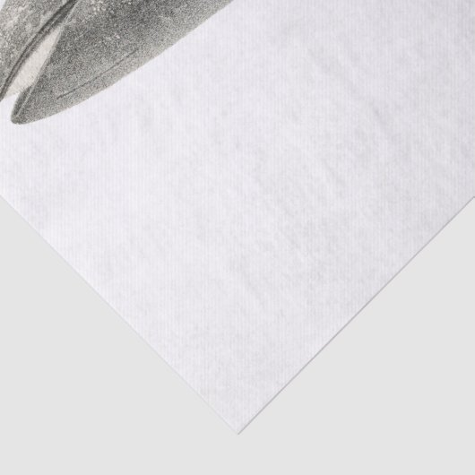 WEEFSELPAPIER:  WALEN TISSUEPAPIER (Detail)