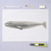 WEEFSELPAPIER:  WALEN TISSUEPAPIER (Craft)