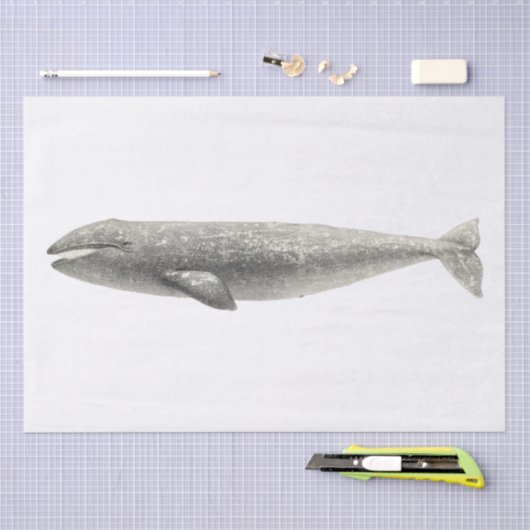 WEEFSELPAPIER:  WALEN TISSUEPAPIER (Craft)