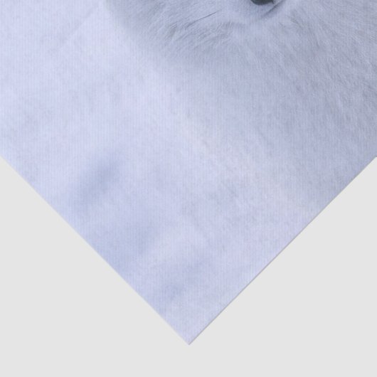 Weefselpapier — Witte vos Tissuepapier (Detail)