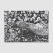 Weefselpapier, ZWART EN WITTE PEACOCK Tissuepapier (Voorkant)