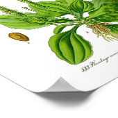 Weegbree Eetbare Groene Planten Kruiden Volksgenee Poster (Hoek)