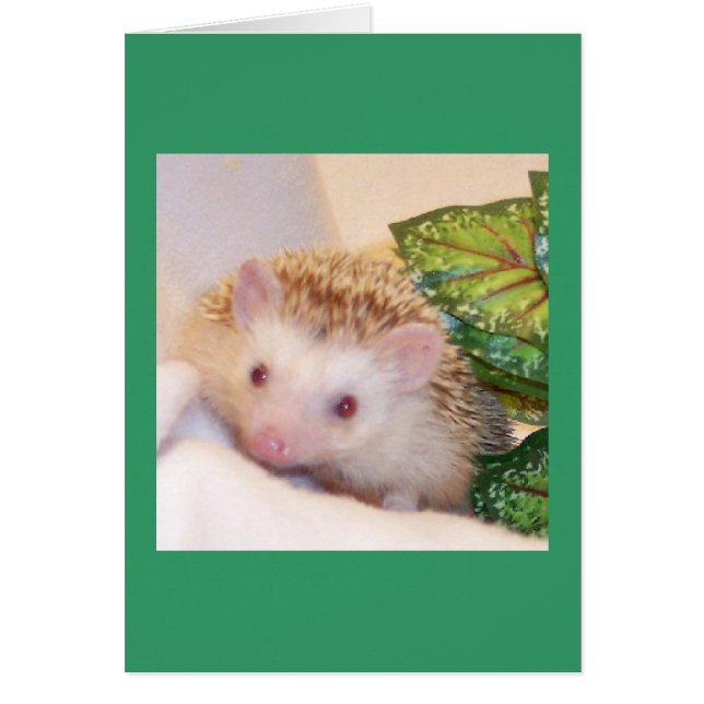 Week een egel (Voorkant)