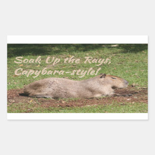 Week op de Stralen, Capybara-stijl! Rechthoekige Sticker