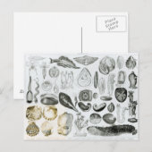 Weekdieren Briefkaart (Voorkant / Achterkant)