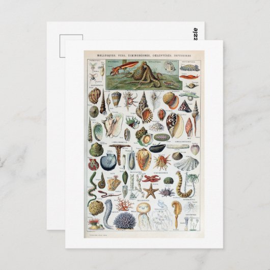  weekdieren briefkaart (Voorkant / Achterkant)