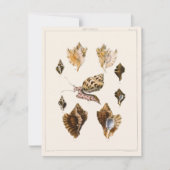  weekdieren en slakken, mariene levende organismen (Voorkant)