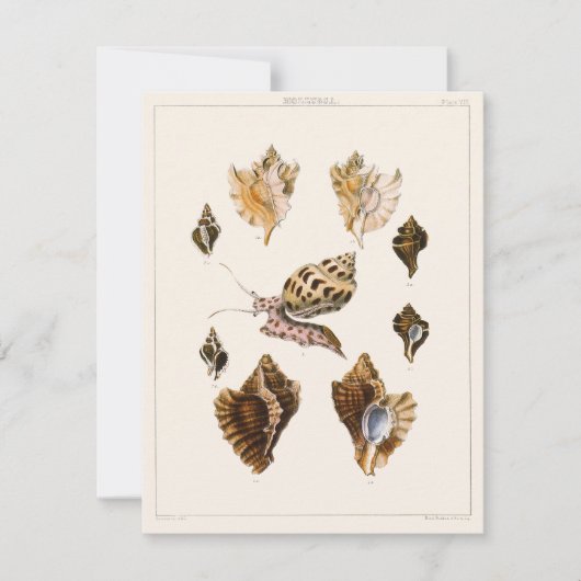 weekdieren en slakken, mariene levende organismen (Voorkant)