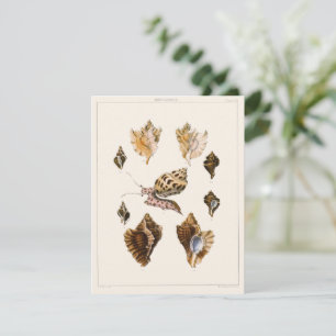 weekdieren en slakken, mariene levende organismen