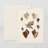  weekdieren en slakken, mariene levende organismen (Voorkant / Achterkant)