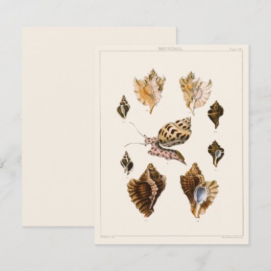  weekdieren en slakken, mariene levende organismen (Voorkant / Achterkant)