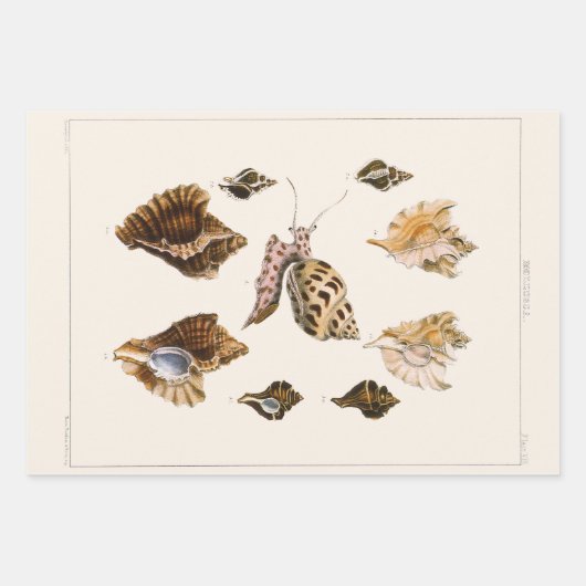  weekdieren en slakken, mariene levende organismen inpakpapier vel (Voorkant 3)