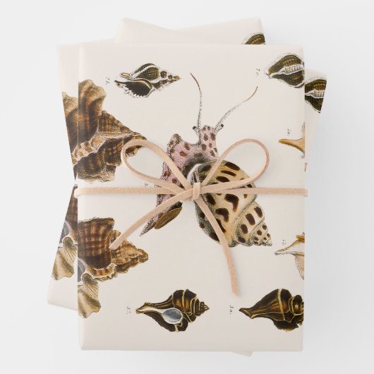  weekdieren en slakken, mariene levende organismen inpakpapier vel (In situ)