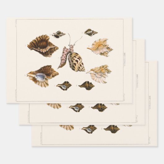 weekdieren en slakken, mariene levende organismen inpakpapier vel (Set)