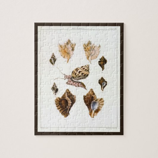  weekdieren en slakken, mariene levende organismen legpuzzel (Verticaal)