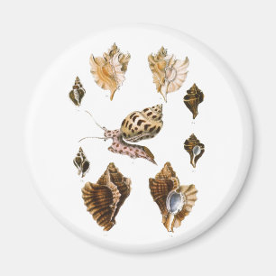  weekdieren en slakken, mariene levende organismen magneet