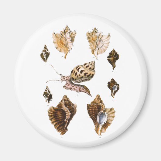  weekdieren en slakken, mariene levende organismen magneet (Voorkant)