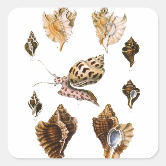  weekdieren en slakken, mariene levende organismen vierkante sticker (Voorkant)
