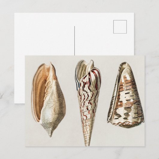 Weekdieren  geïllustreerd briefkaart (Voorkant / Achterkant)