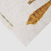  weekdieren ontkoppelen tissuepapier (Detail)