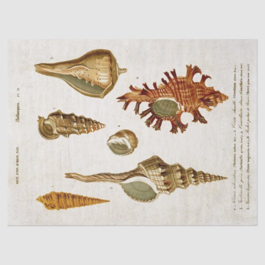  weekdieren ontkoppelen tissuepapier (Voorkant)