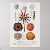  weekdierillustratie poster (Voorkant)