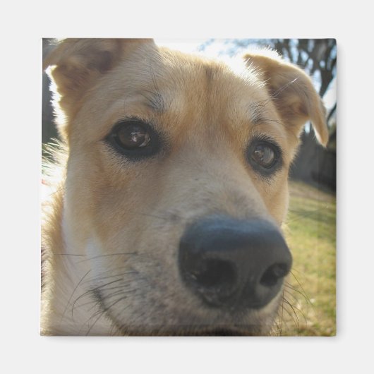 Weekend Dexter Magnet (Voorkant)