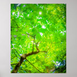 Weelderig Bladerdak van Karuizawa Poster