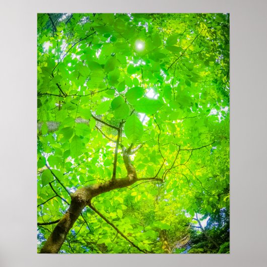 Weelderig Bladerdak van Karuizawa Poster (Voorkant)