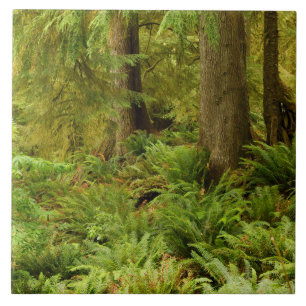 Weelderig bos en varens   Ecola State Park, Oregon Tegeltje