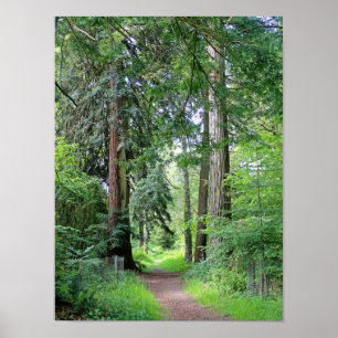 Weelderig bospad door oude hoge bomen poster