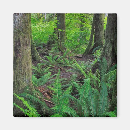 Weelderig Groen Bos Scenisch Magneet (Voorkant)