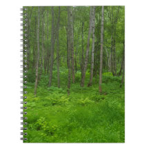Weelderig groen boslandschap scène