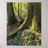 Weelderig Groene Bos Fotografische Natuur Poster (Voorkant)