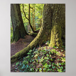 Weelderig Groene Bos Fotografische Natuur Poster