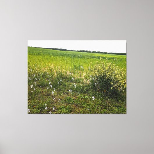 Weelderig veld met wilde bloemen canvas afdruk (Voorkant)
