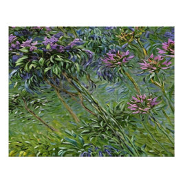 Weelderige en levendige afbeelding van Agapanthus- Foto Afdruk