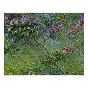 Weelderige en levendige afbeelding van Agapanthus- Foto Afdruk