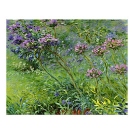 Weelderige en levendige afbeelding van Agapanthus- Foto Afdruk