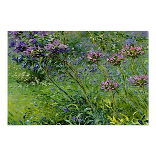 Weelderige en levendige afbeelding van Agapanthus- Perfect Poster (Voorkant)
